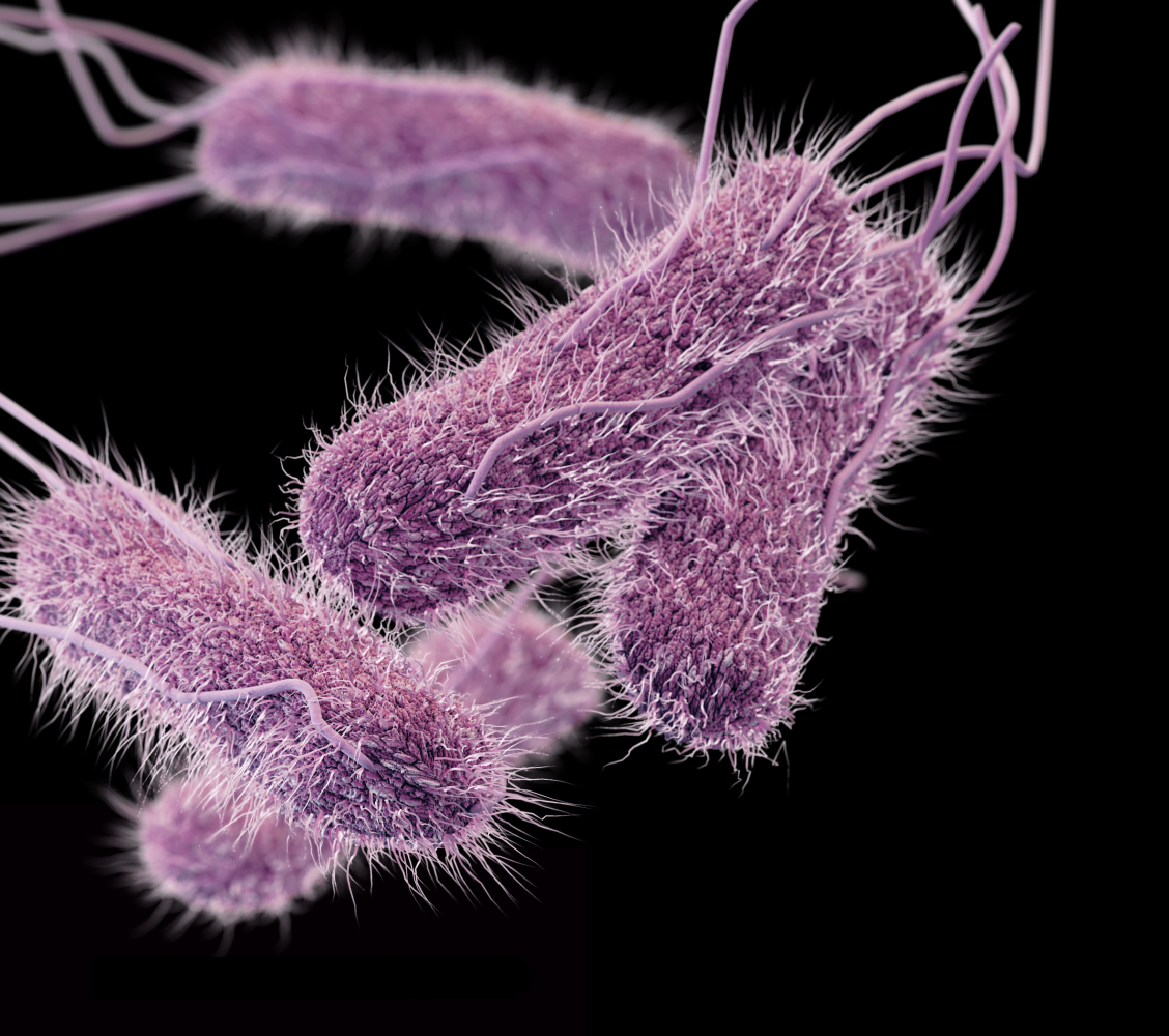 Salmonella, commonly found in raw and undercooked meat and dairy and known for causing food poisoning, might be redeemed by becoming a bioengineered cancer treatment. Photo courtesy Center for Disease Control.