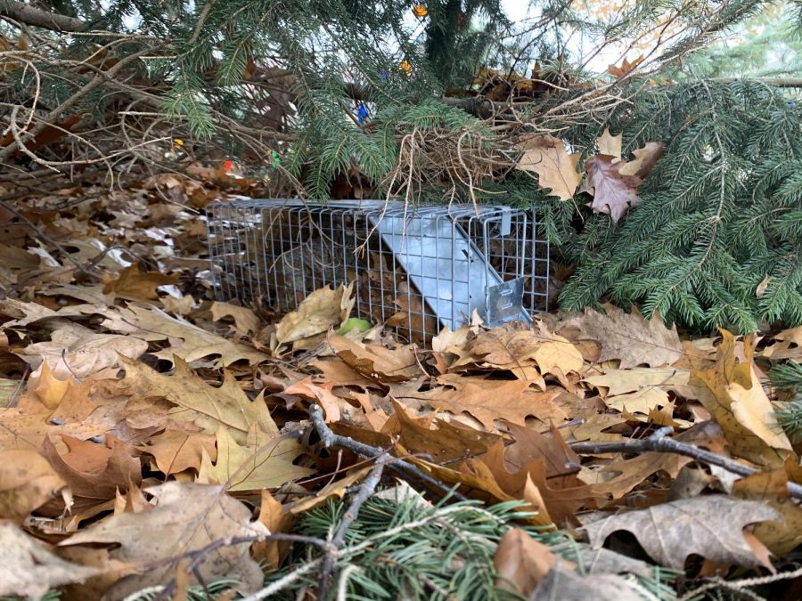 Video captures squirrel caged under Calvins pine tree.