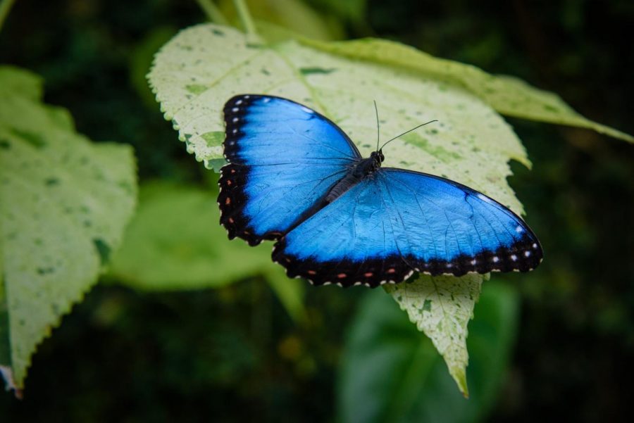 The annual Fred and Dorothy Fichter exhibit at Meijer Gardens features 7000 tropical butterflies of 60 different species.