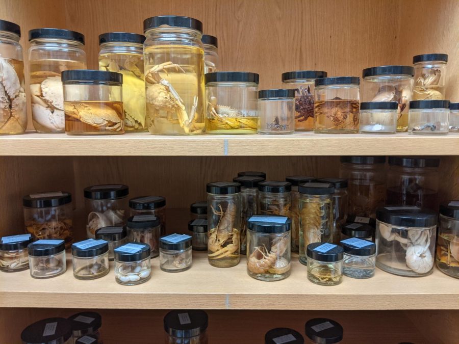 Jars of preserved specimens decorate shelves in the biology department.