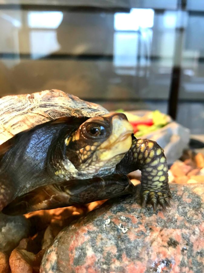 Shell-ter from the storm: Take a break with the Bunker Center turtles