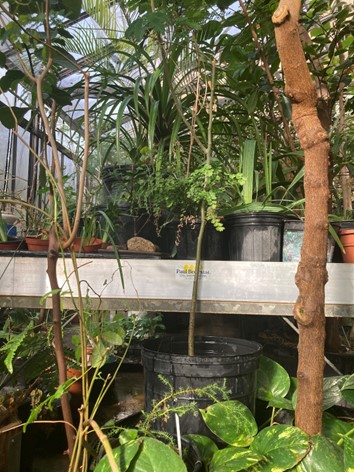 The greenhouse is home to more than just the multiple leafy residents.