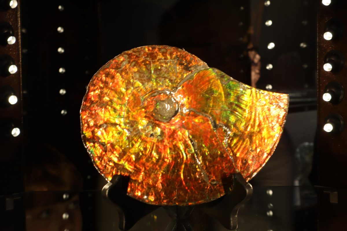 Bringing the Cretaceous to Calvin: Dice Museum reveals fossil and student artwork