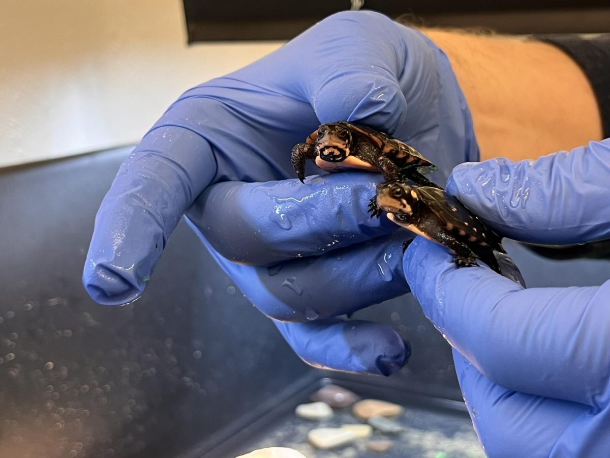 Spotted turtles find their home on campus